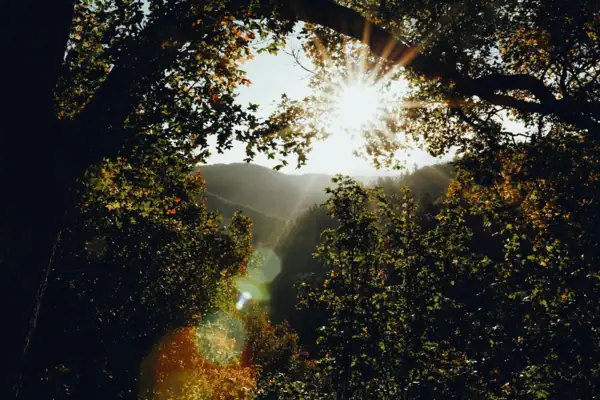 Sonne scheint durch einen Baum
