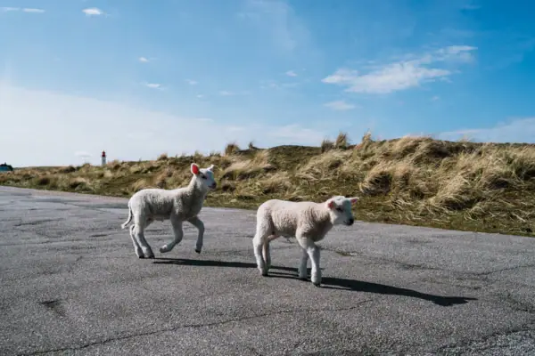 Sylt Lämmer Zwei Lämmer gehen auf einer Straße.