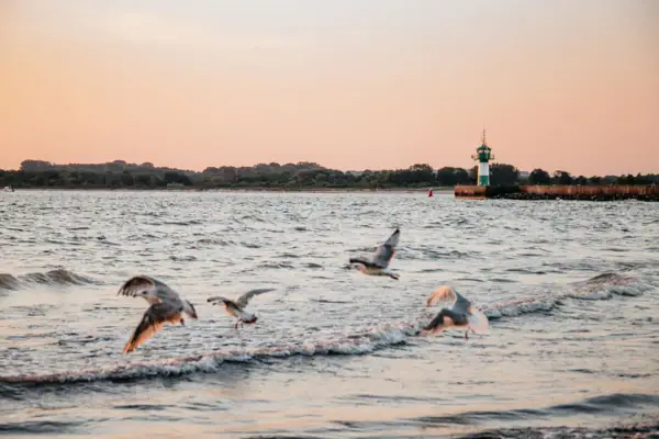 Vögel fliegen über Wasseroberfläche eines Sees.