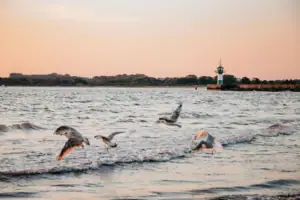 Vögel fliegen über Wasseroberfläche eines Sees.