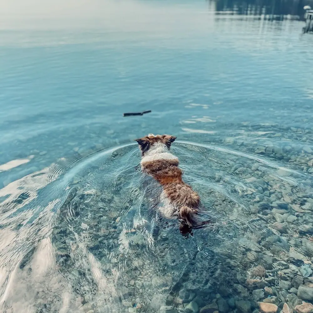 Baden mit Hund Ein Hund schwimmt im Wasser eines Sees.