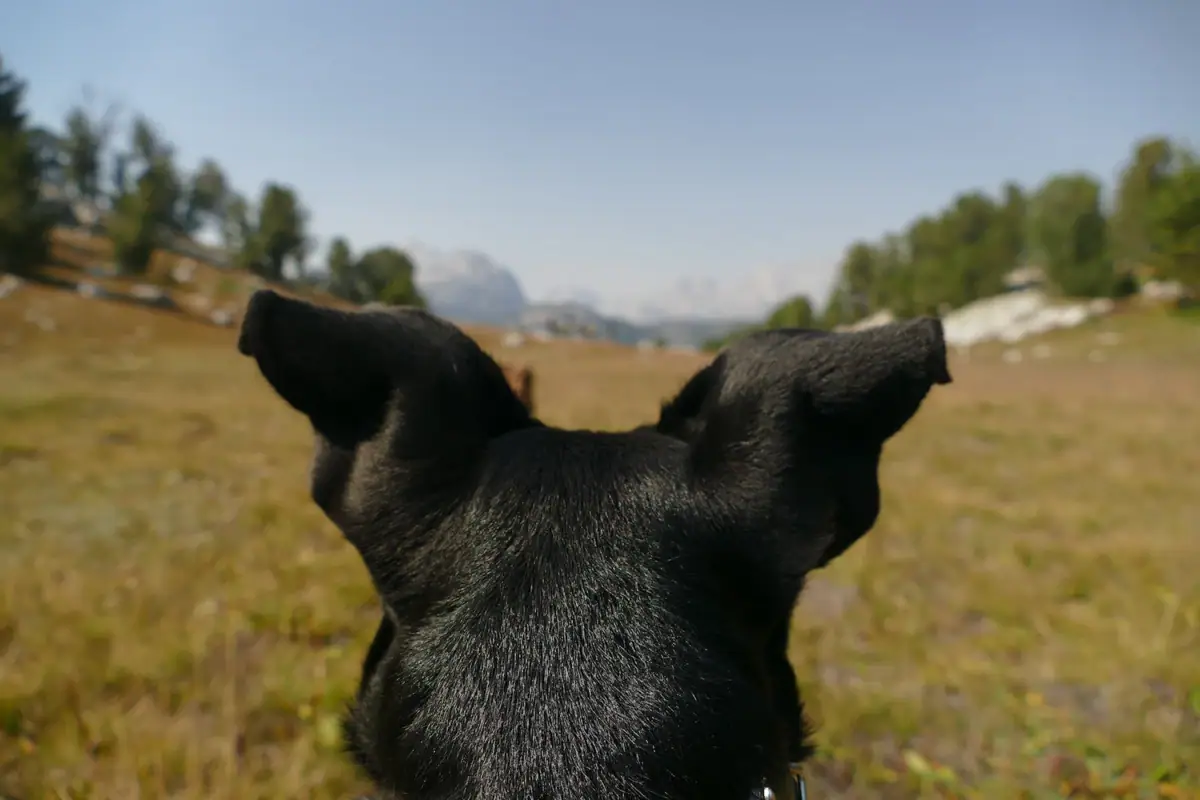 Ein Hund schaut in die Kamera.