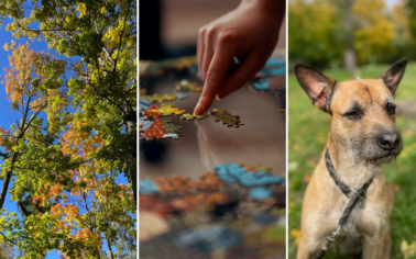 Collage aus drei Bildern: Baumkronen, Nahaufnahme Puzzle und ein kleiner Hund