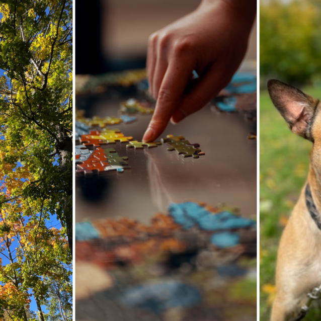 Collage aus drei Bildern: Baumkronen, Nahaufnahme Puzzle und ein kleiner Hund