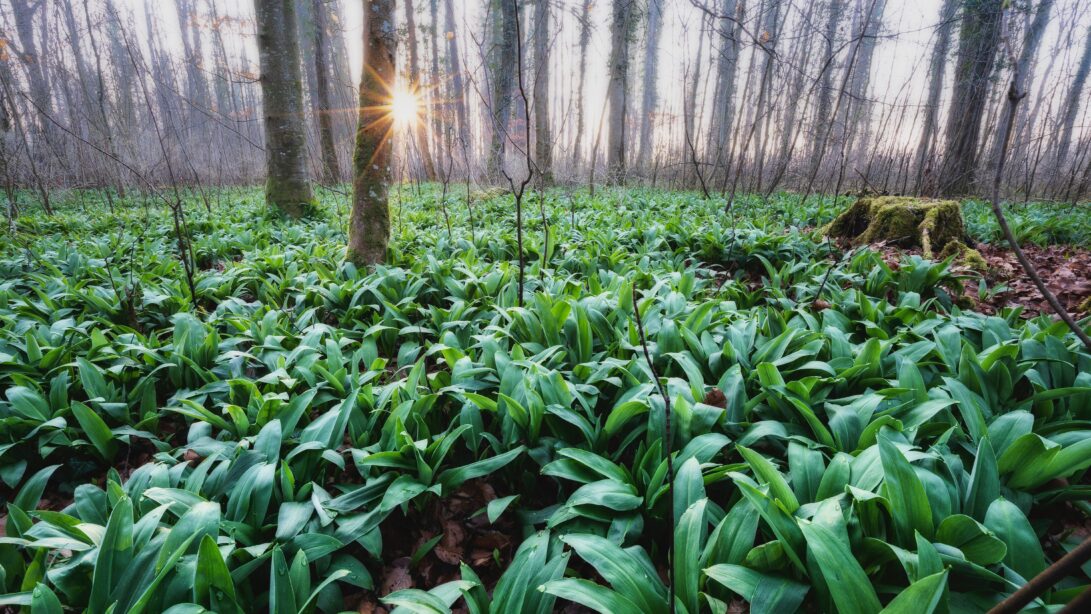 Waldwiese bedeckt mit Bärlauchpflanzen bei Dämmerlicht und leichtem Nebel