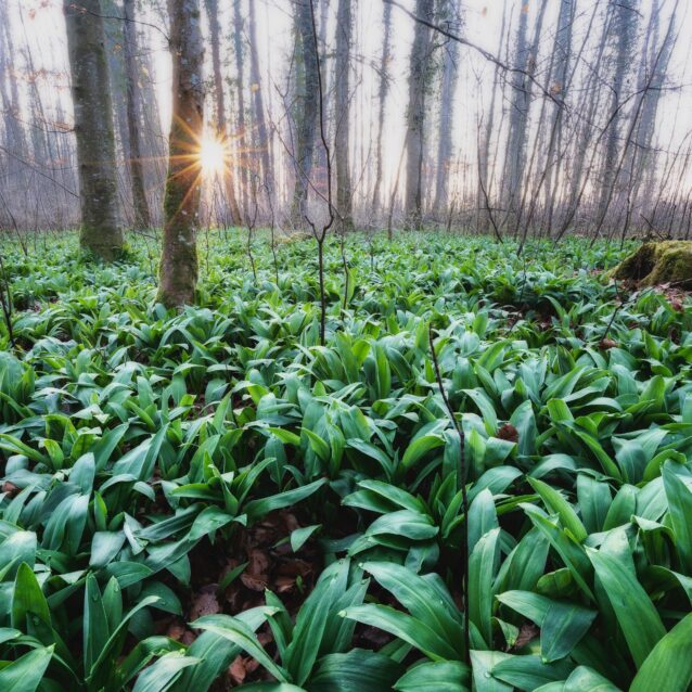Waldwiese bedeckt mit Bärlauchpflanzen bei Dämmerlicht und leichtem Nebel