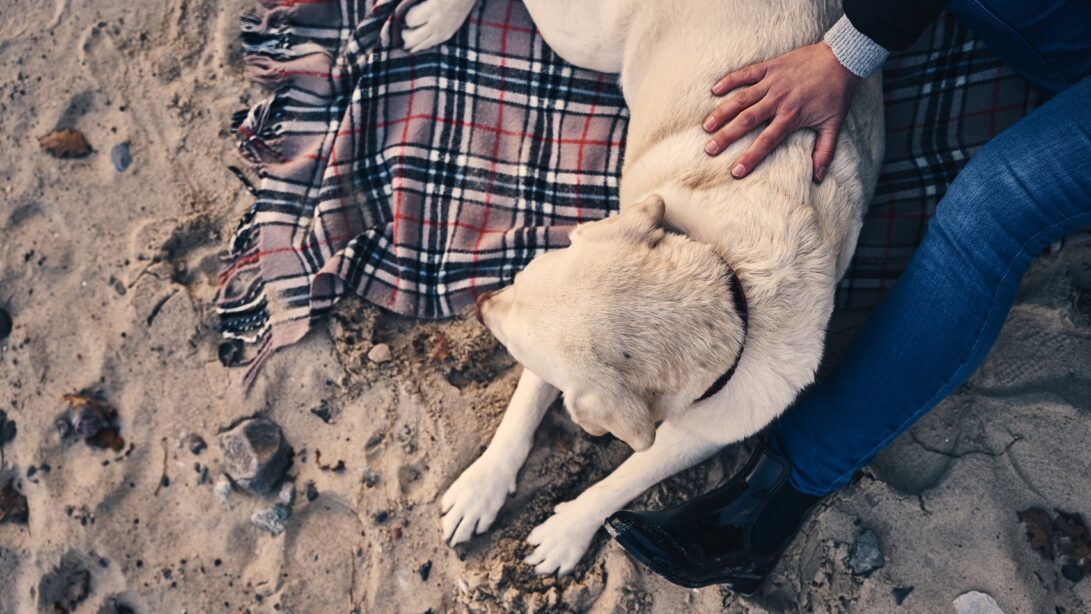 Hund auf Decke am Strand Herrchen legt die Hand auf